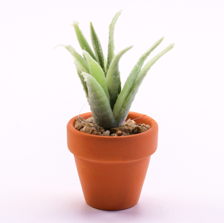 Blomst i potte - Aloe- 1 stk