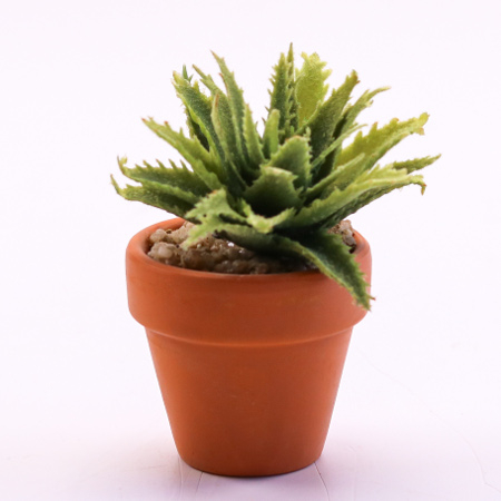 Blomst i potte - Aloe - 1 stk - H 11,5 cm