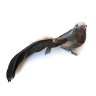Fugl fjer Brun- med klips - L 15 cm lang x H 5 cm