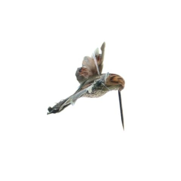 Fugl kolibri til ophæng - L 8 cm - Grønlig