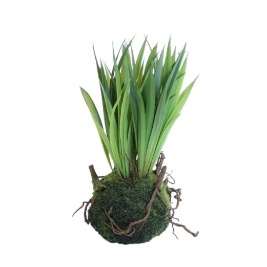 Græsplante med rod - Korte brede strå- H 20 cm