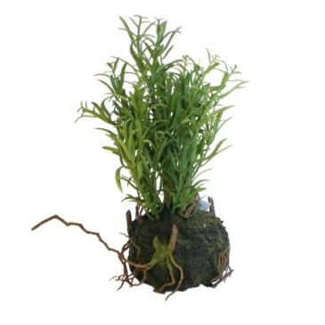 Græsplante med rod - Små korte strå- H 23 cm