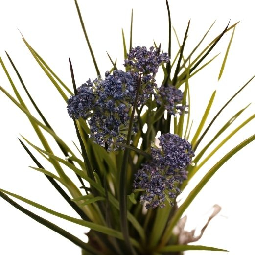 Græsplante med rod med blå blomster H 25 cm