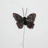 sommerfugl fjer gråbrun 6 cm