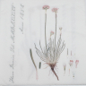 Ameria serviet - Flora Danica - 33 x 33 cm