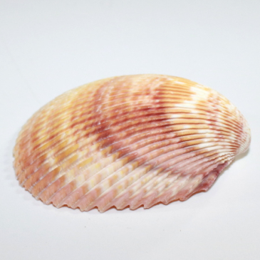 Sea Shells - Flade - 4-6 cm
