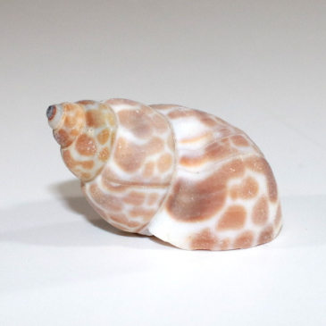 Sea Shells - Leopardfarvede - 2-3 cm - 40 stk